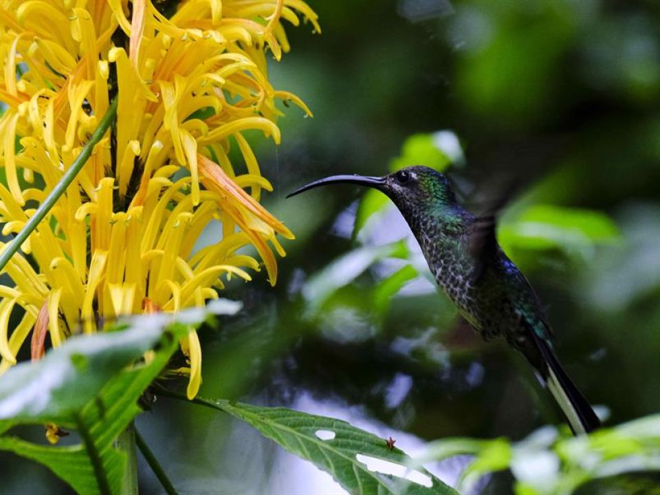 Colibrí