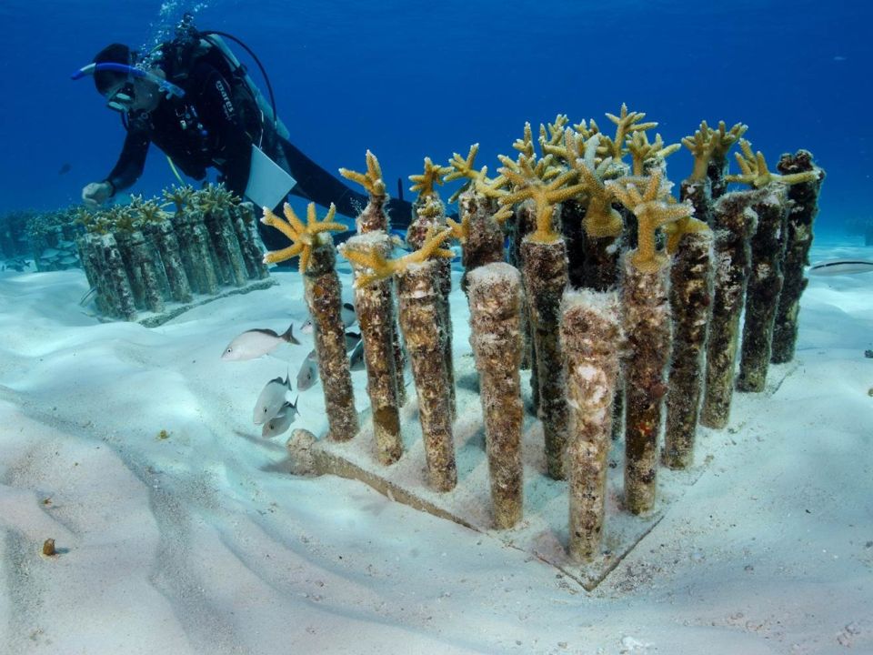 Arrecife en Isla mujeres