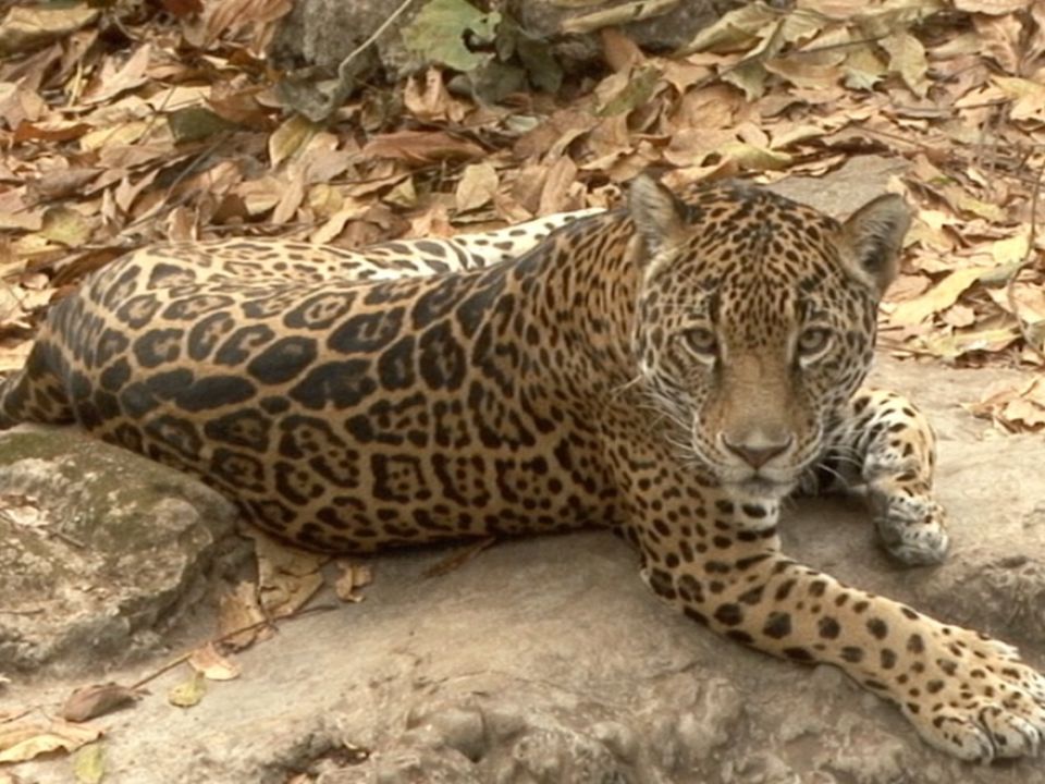 Jaguar