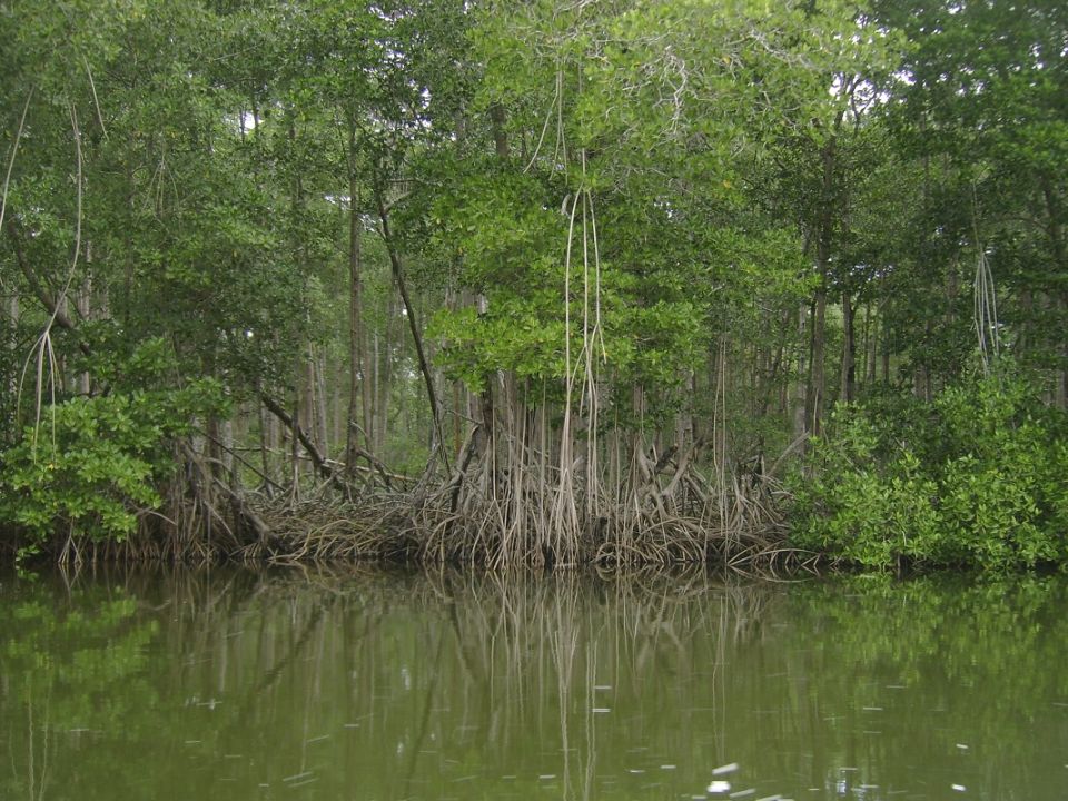 Manglar