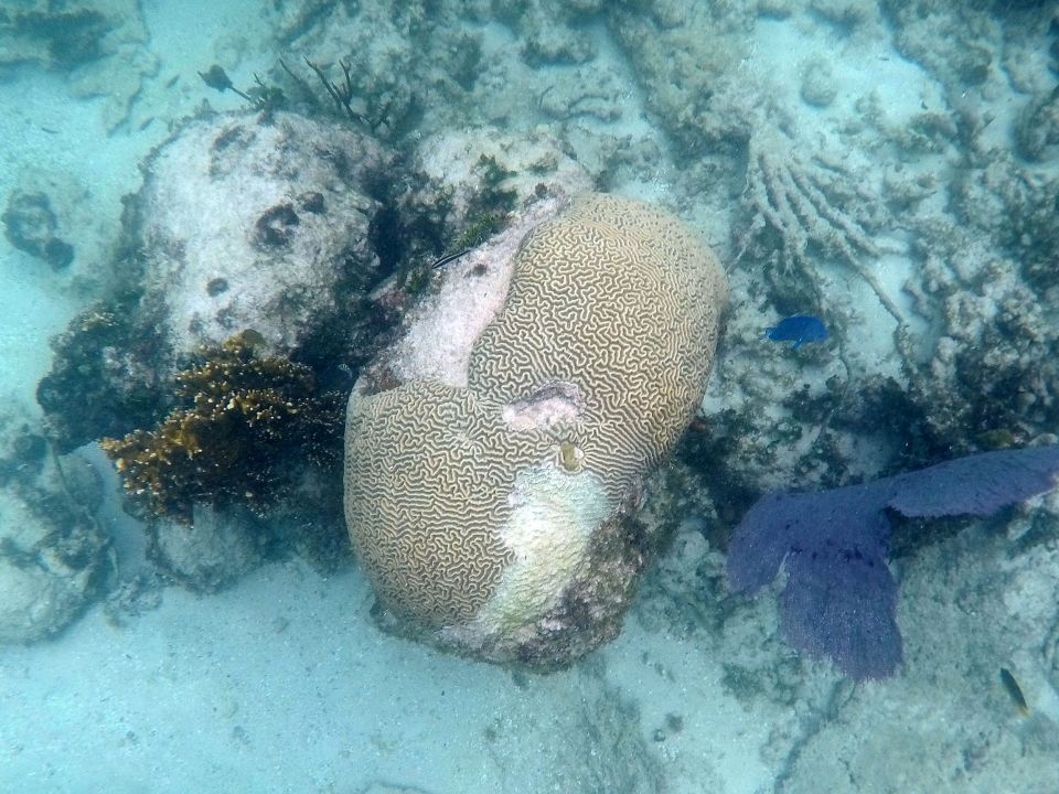 Coral dañado