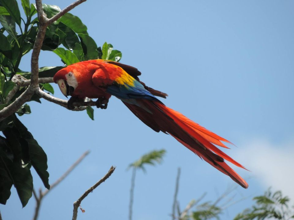 Guacamaya