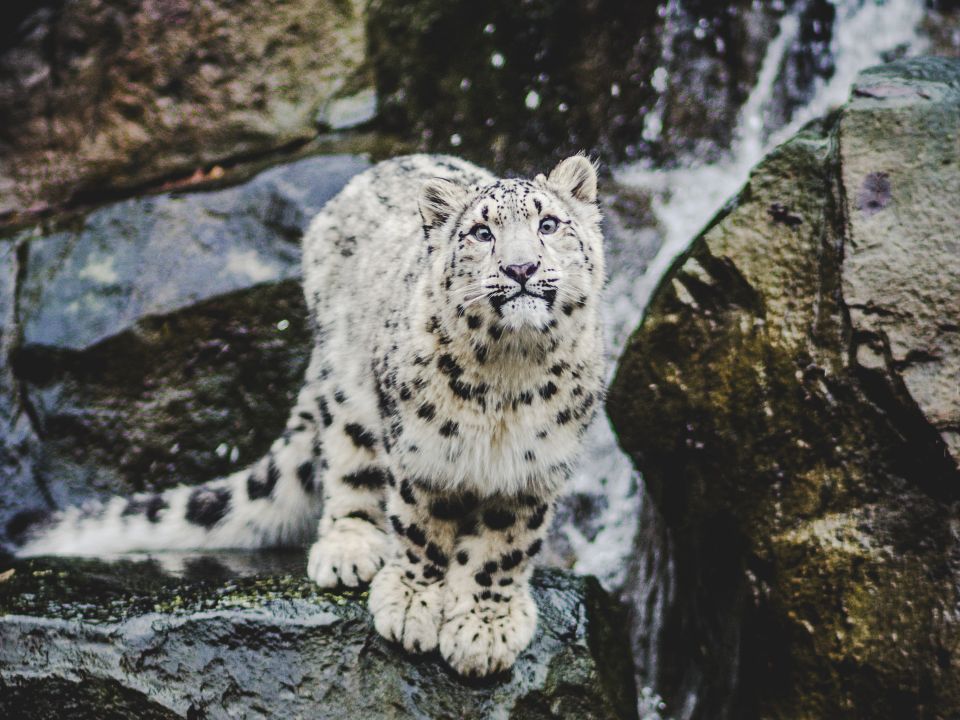Leopardo de las nieves