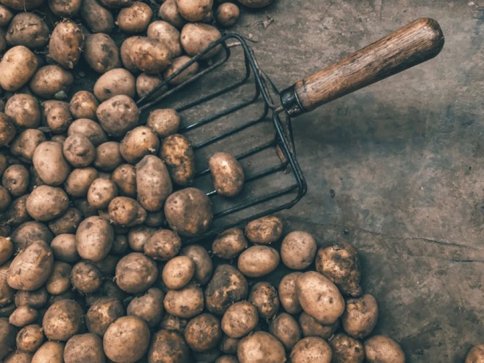 Papas