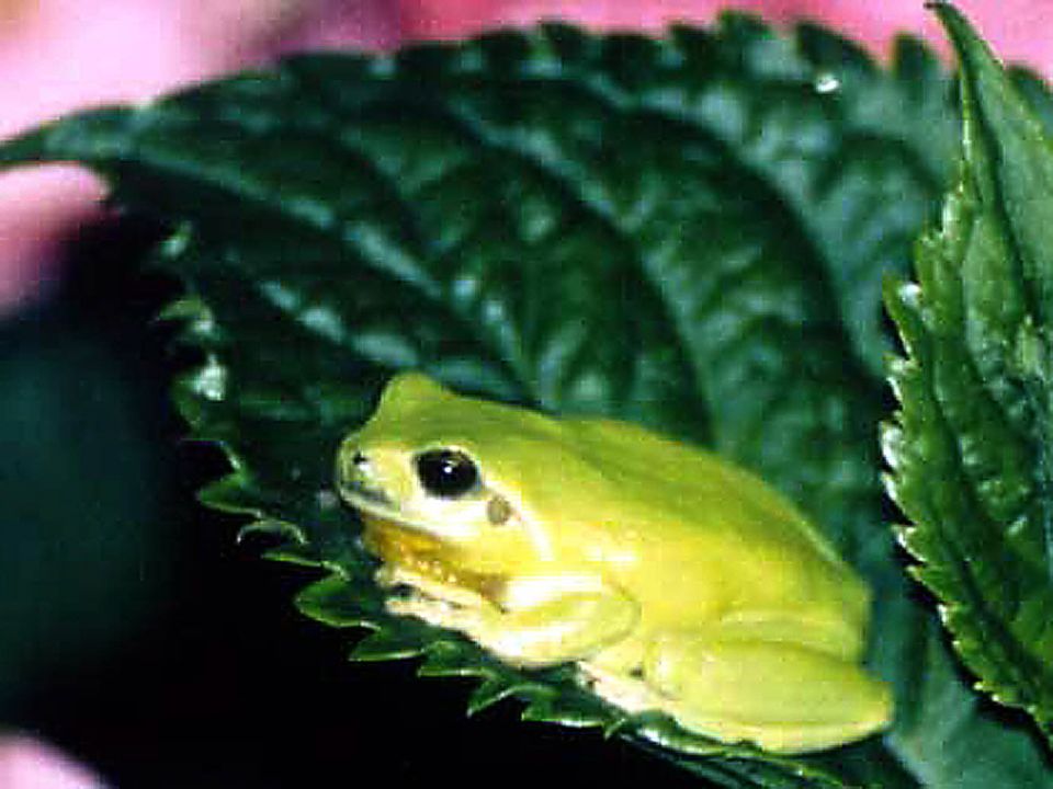 Raita meridional