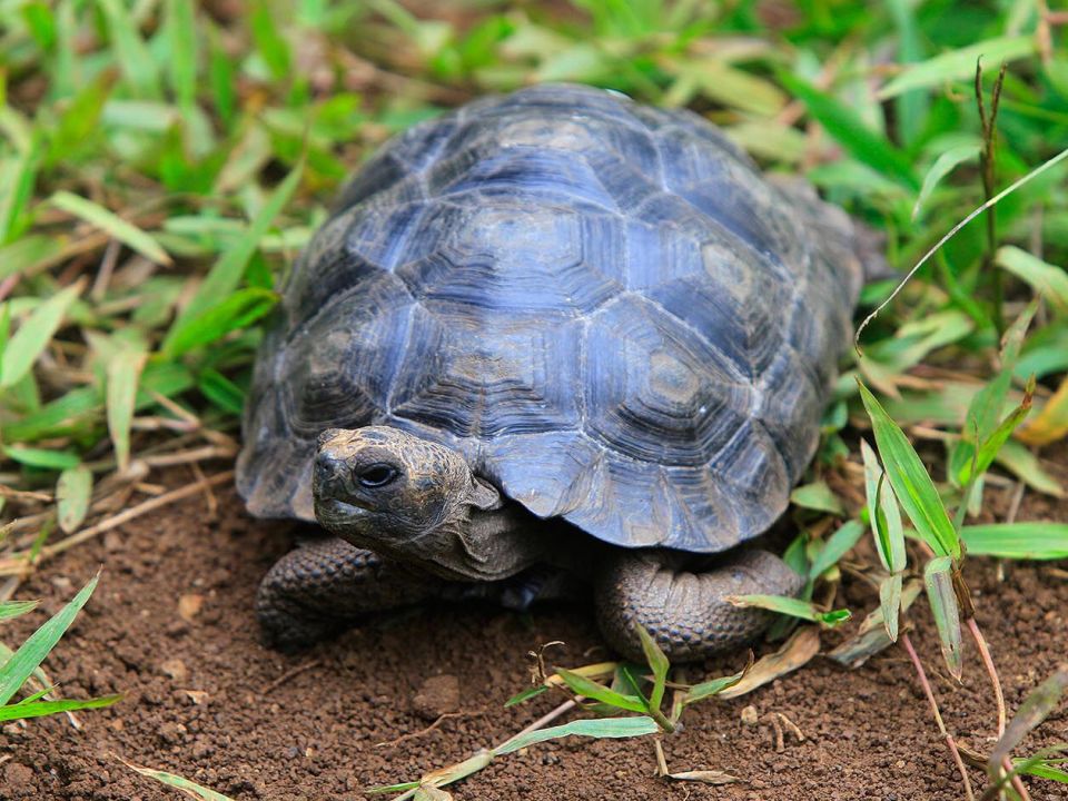 Tortuga Galapagos