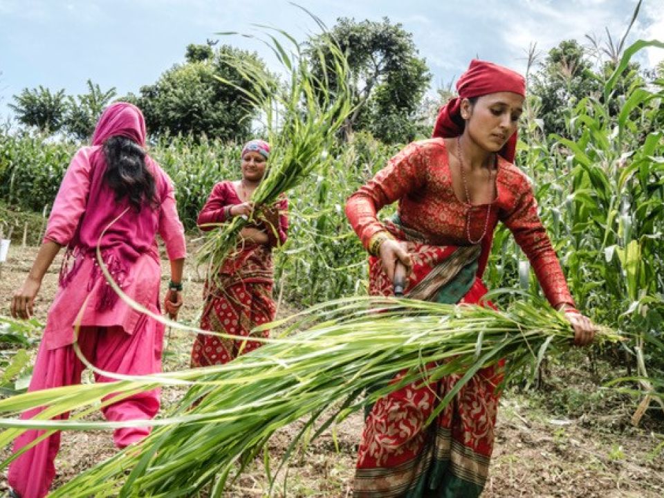 Agricultoras 