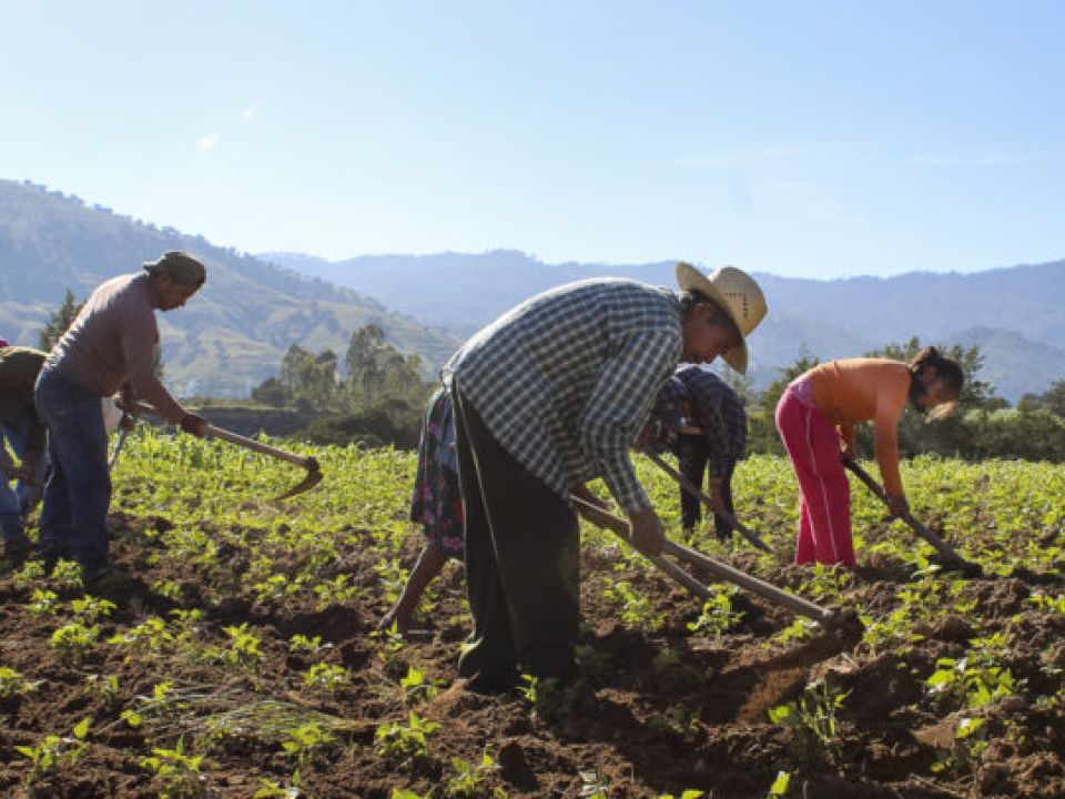 Campesinos