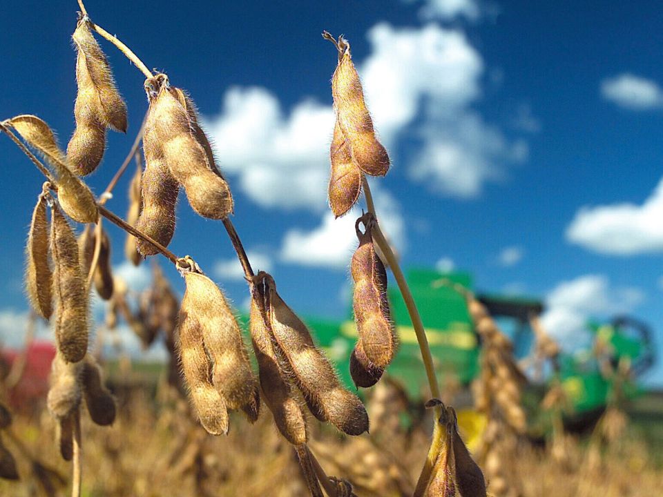 Un cultivo de soya