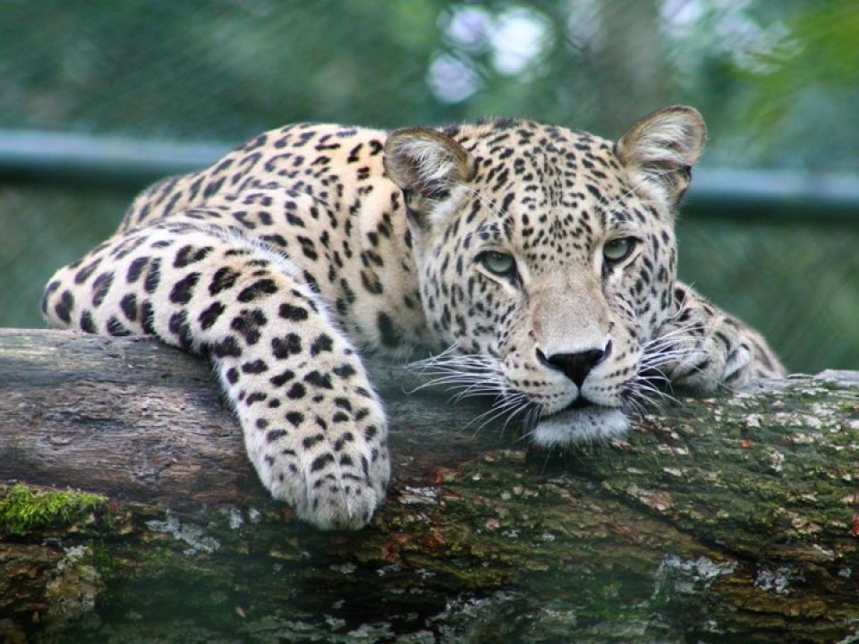 Jaguar