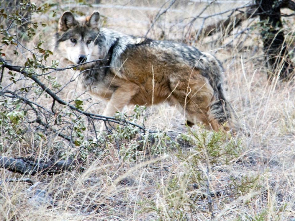 Lobo mexicano