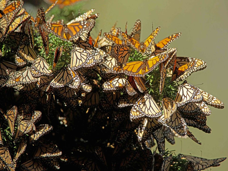 Mariposa monarca