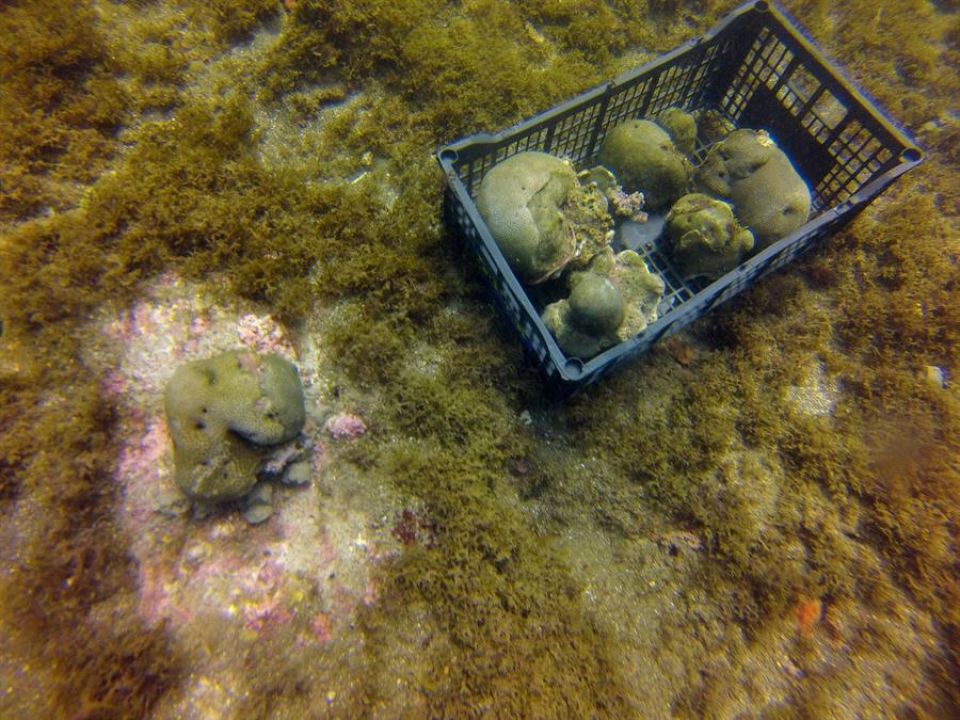 Pasto marino y corales