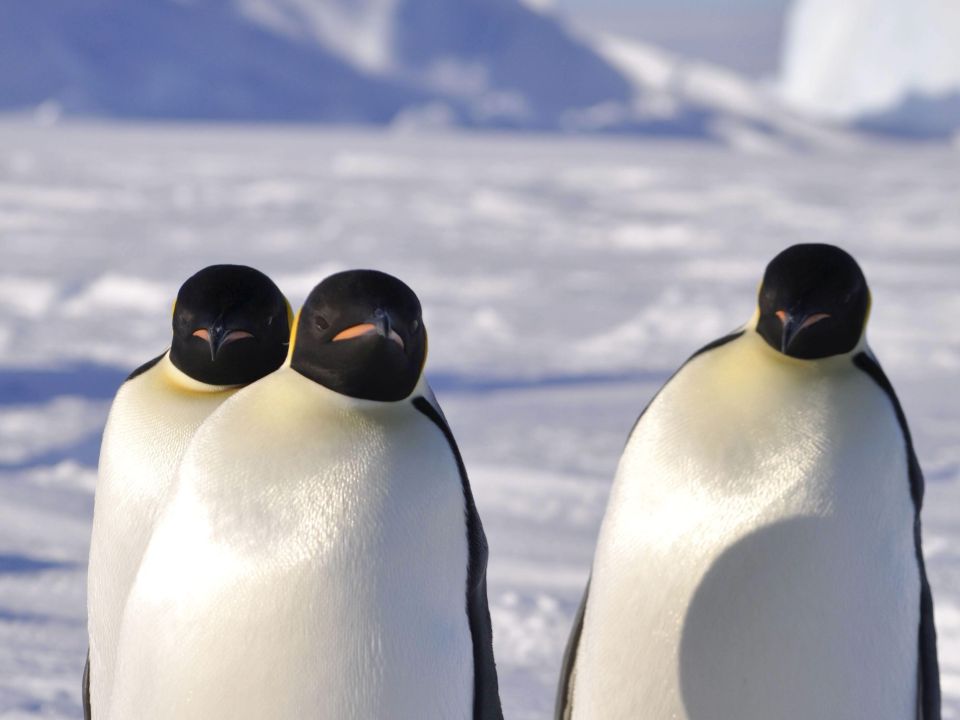 Pingüino emperador