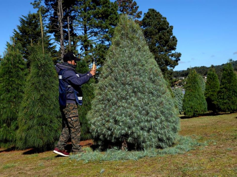 Árboles de Navidad