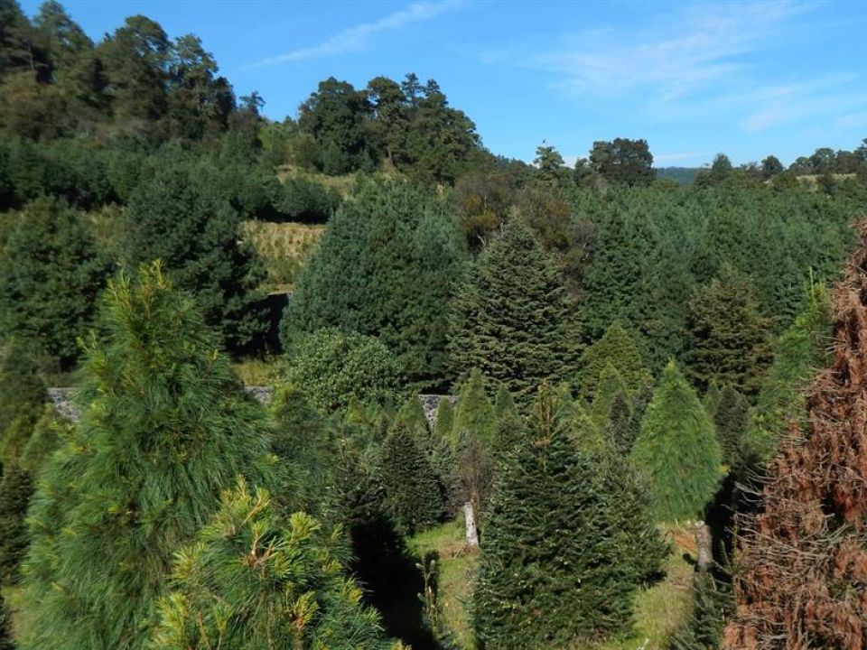 Árboles de Navidad