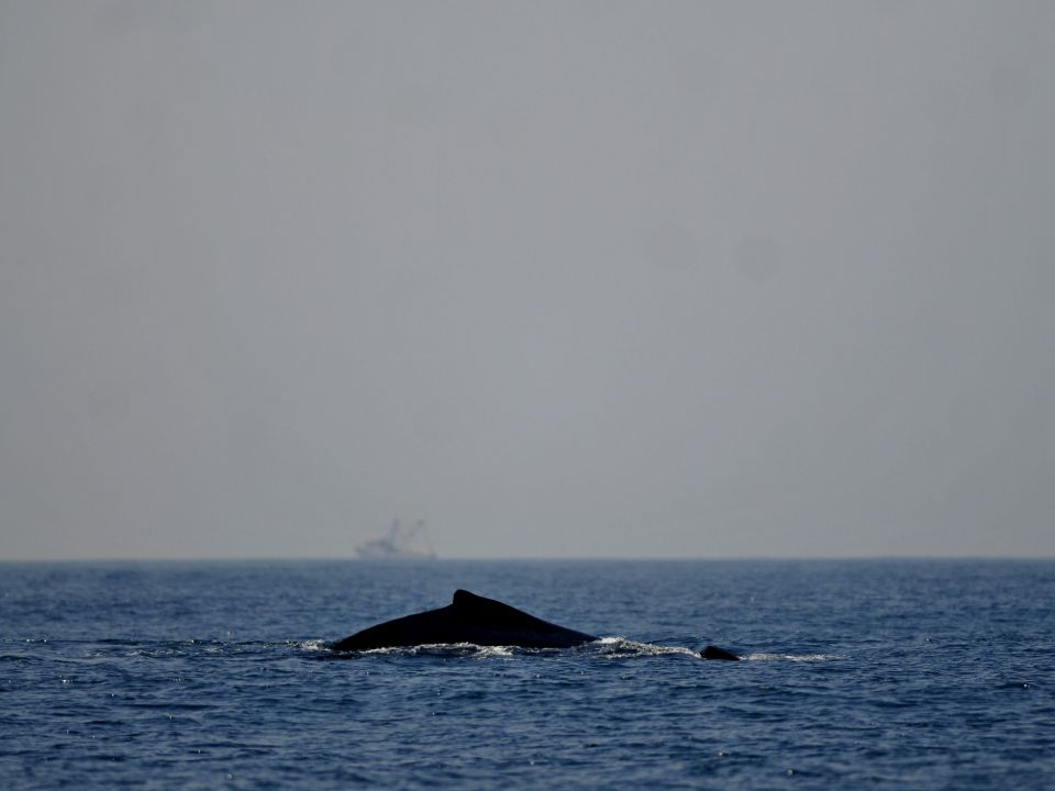 Ballena en el océano