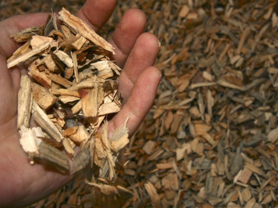 Biomasa