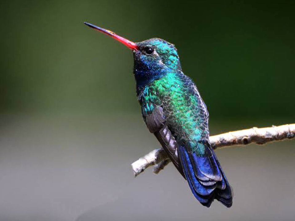 Colibrí