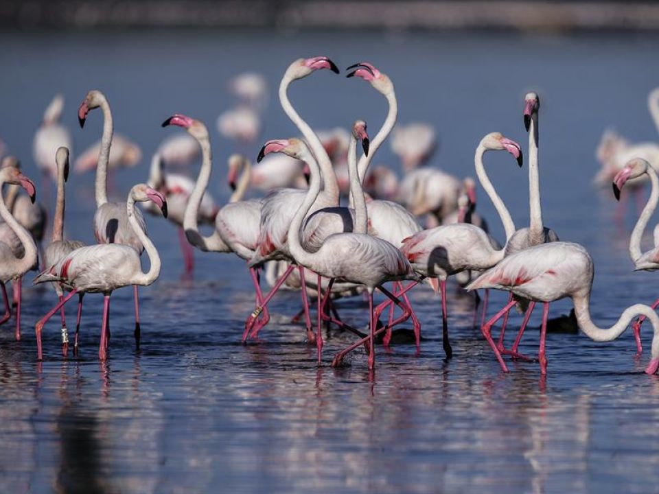 Flamencos