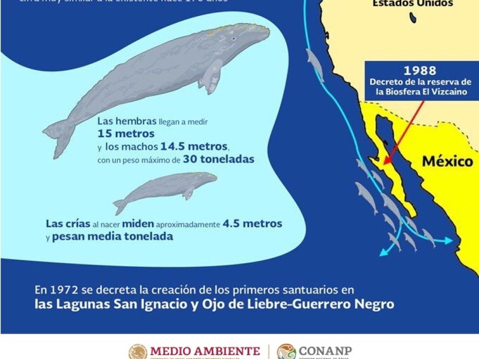 Infografía. Ballena gris