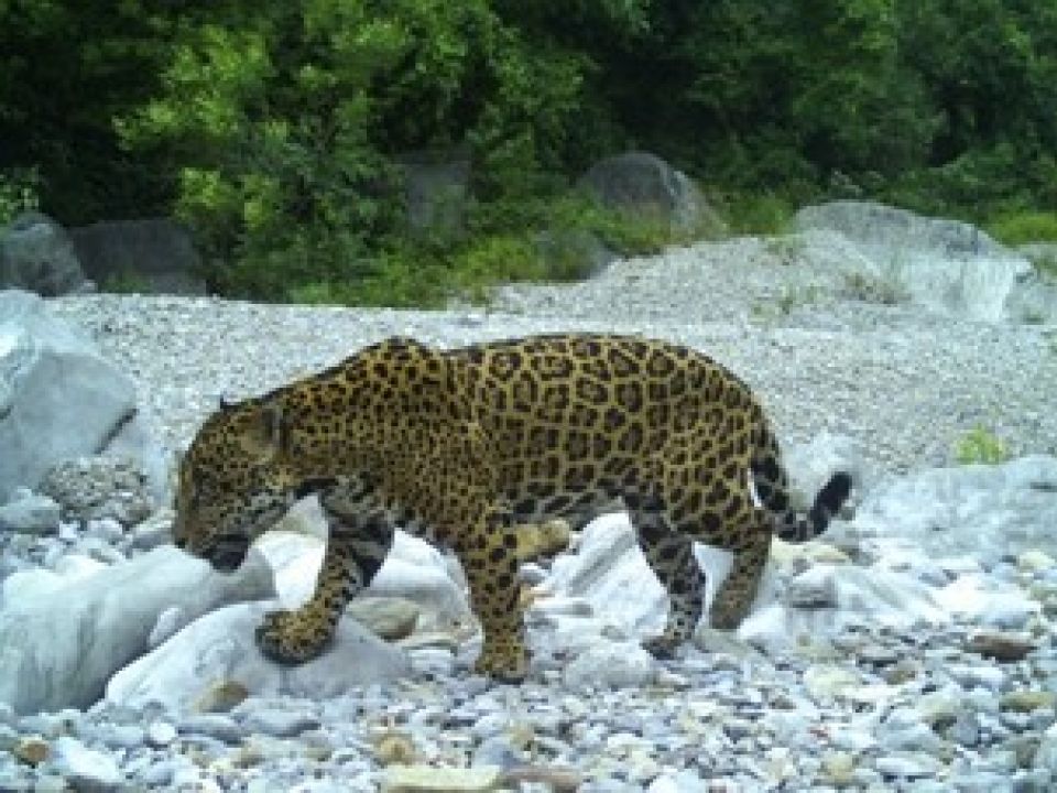 Jaguar 