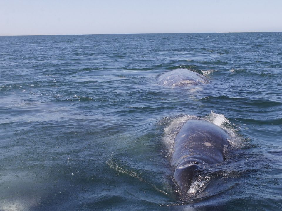 Ballena Gris