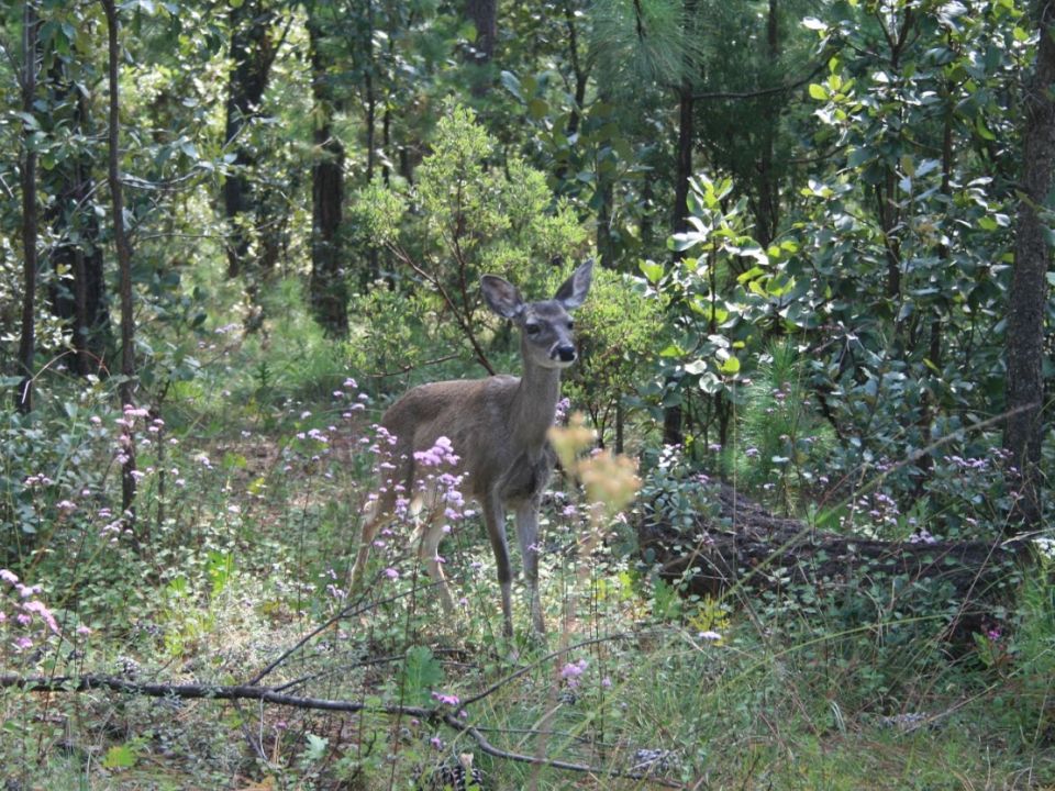 ciervo en el bosque