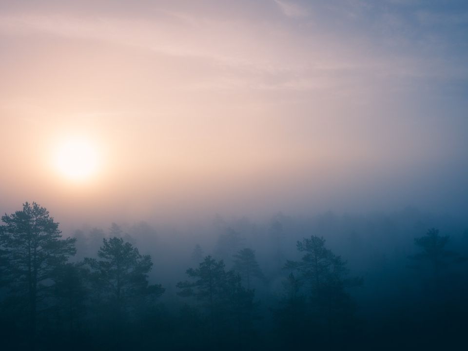 Bosque y neblina