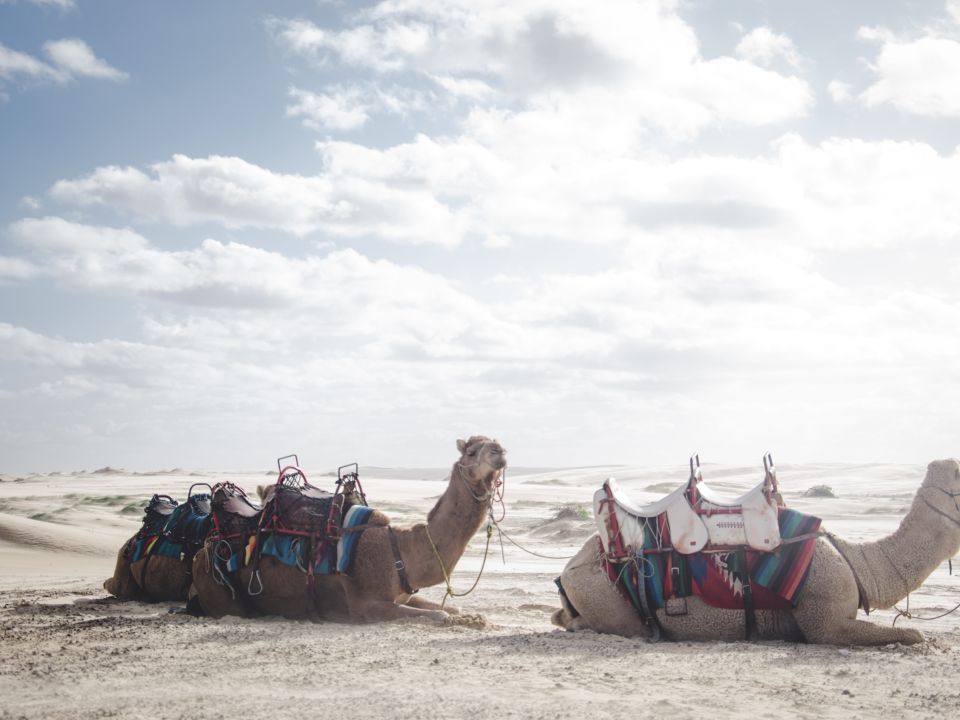 Camellos