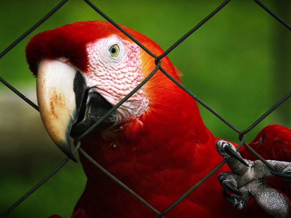 Guacamaya