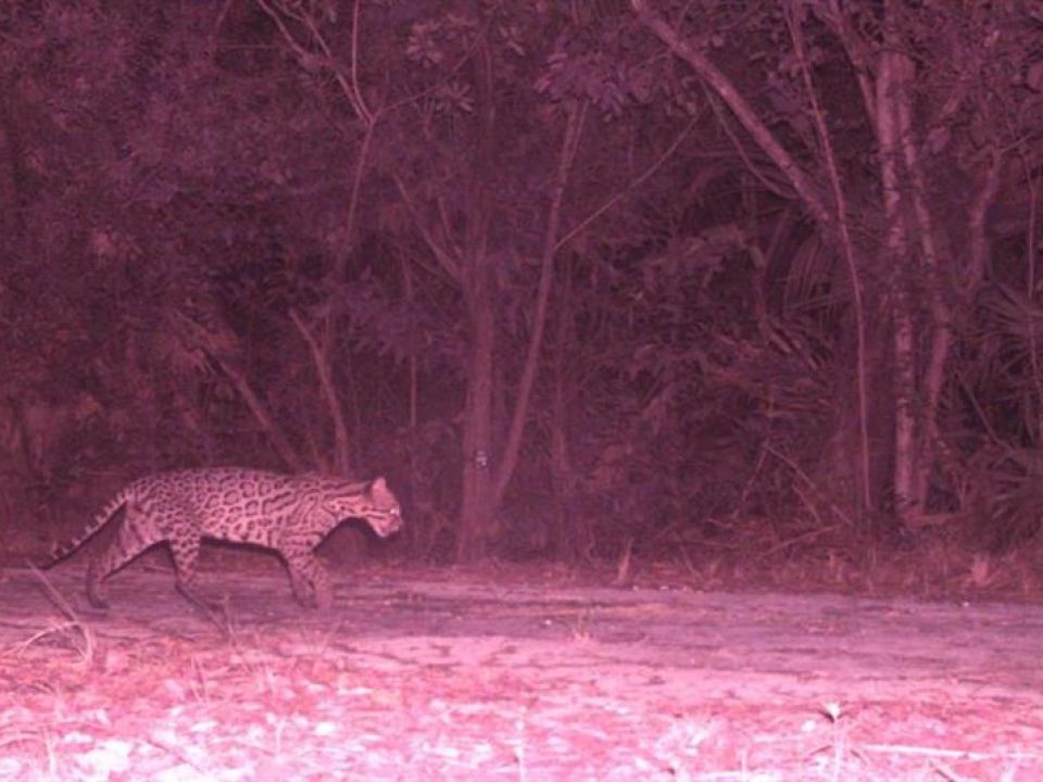 Jaguar