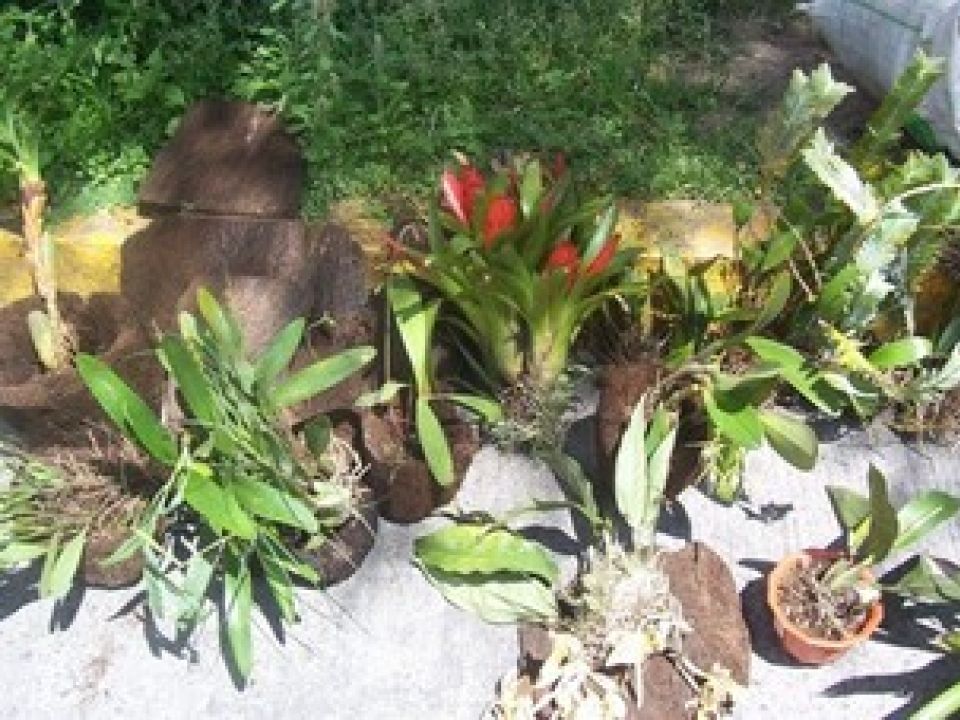 Orquídeas