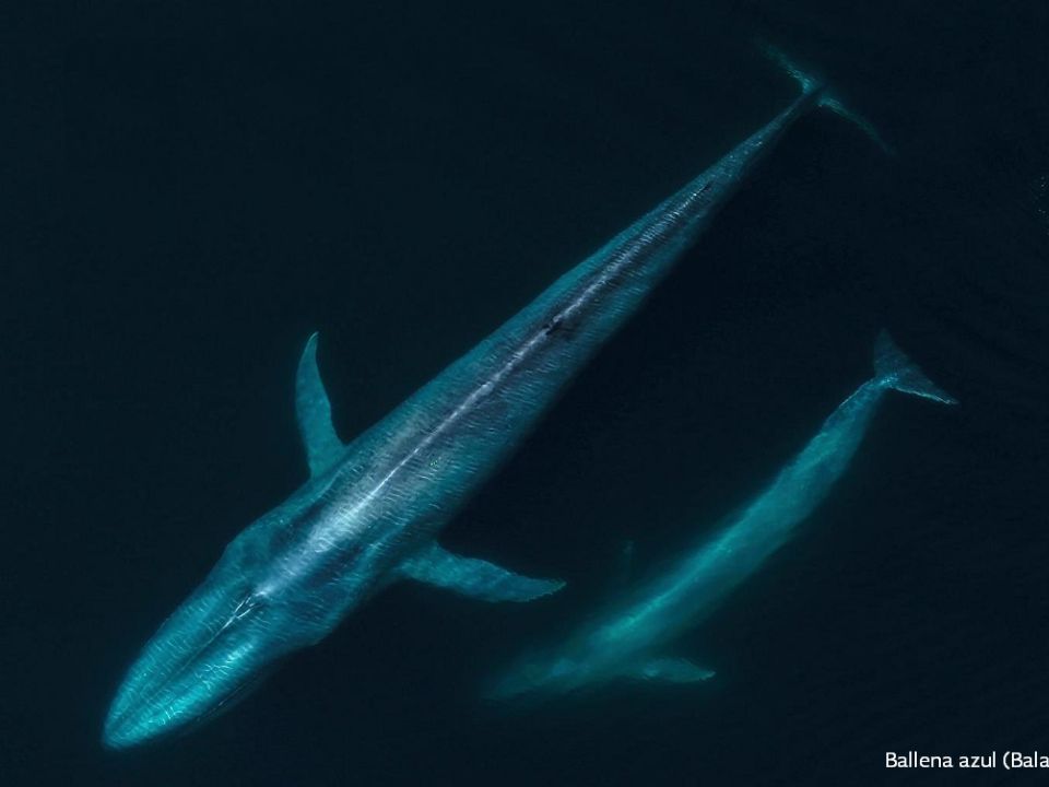 Ballena azul