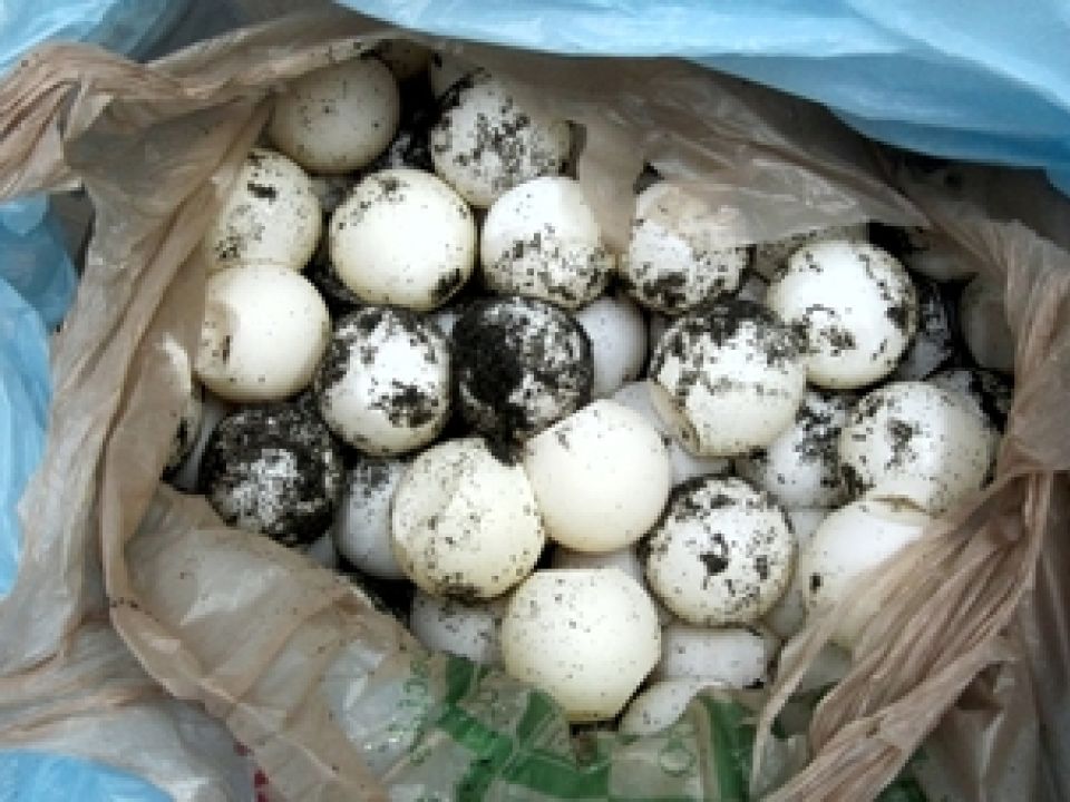 Huevos de tortuga