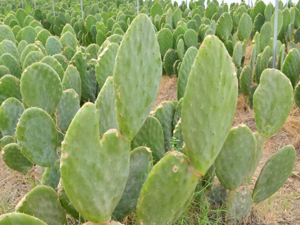 Nopales