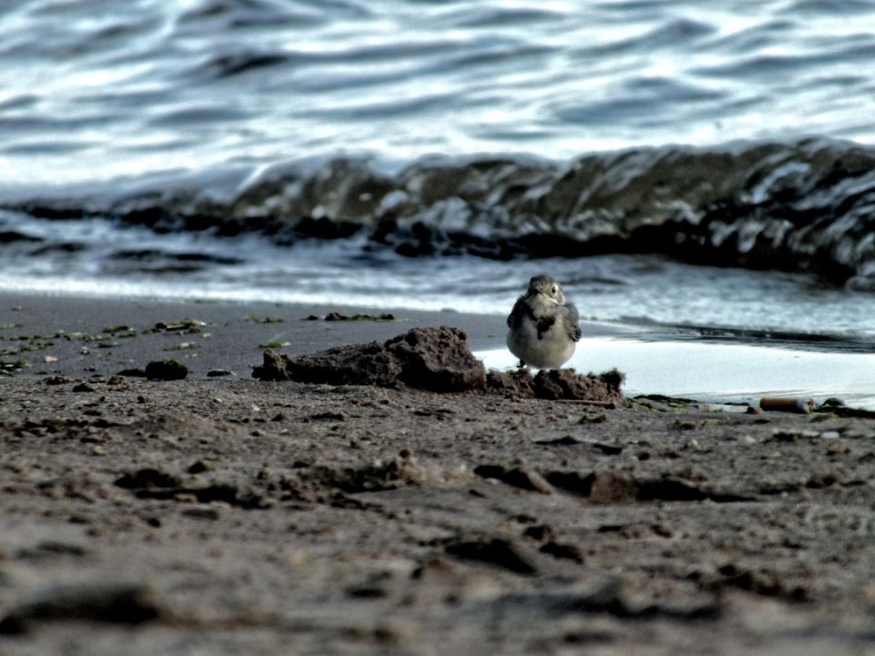 Oceano