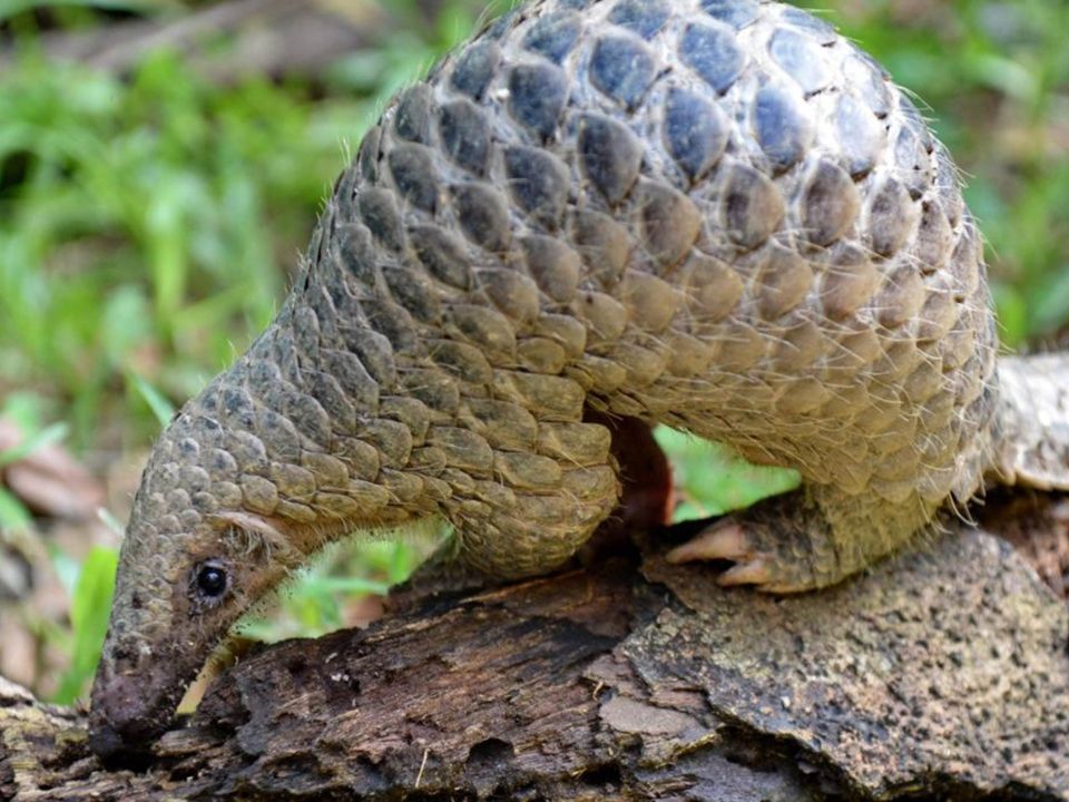 Pangolín