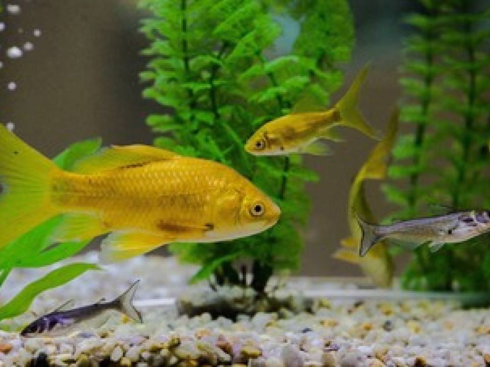 Peces de ornato