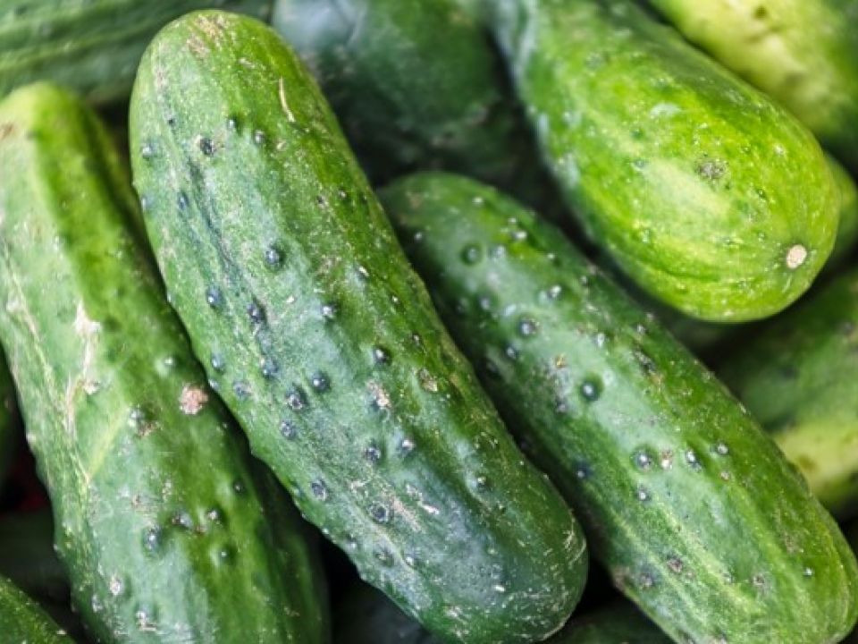 Pepinos