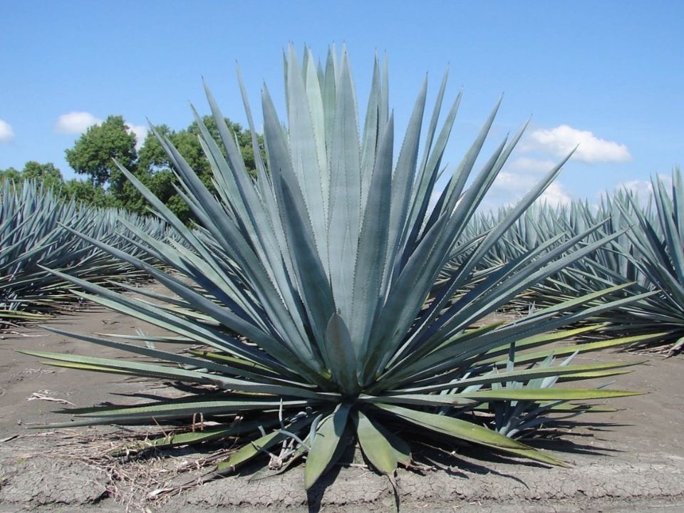 Agave