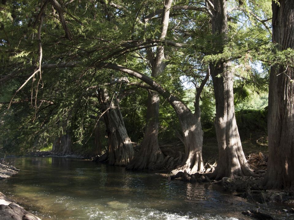 Bosque