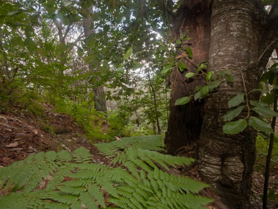 Bosque