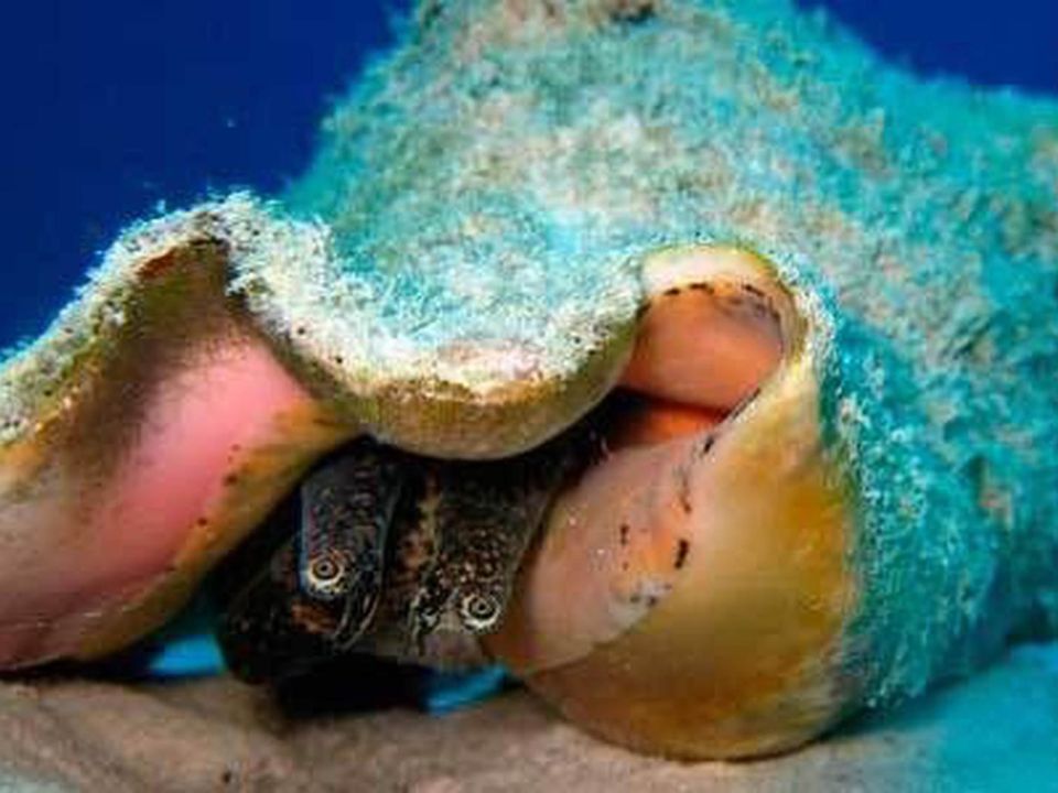 Caracol rosado
