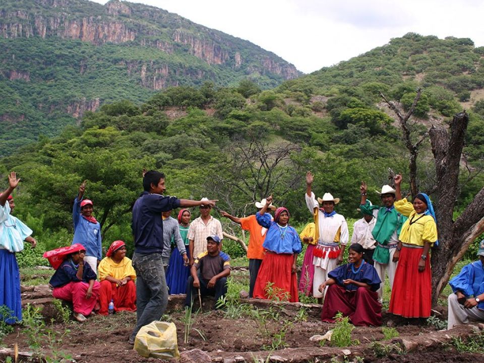 Culturas originarias practican exitosos sistemas de agroforestería