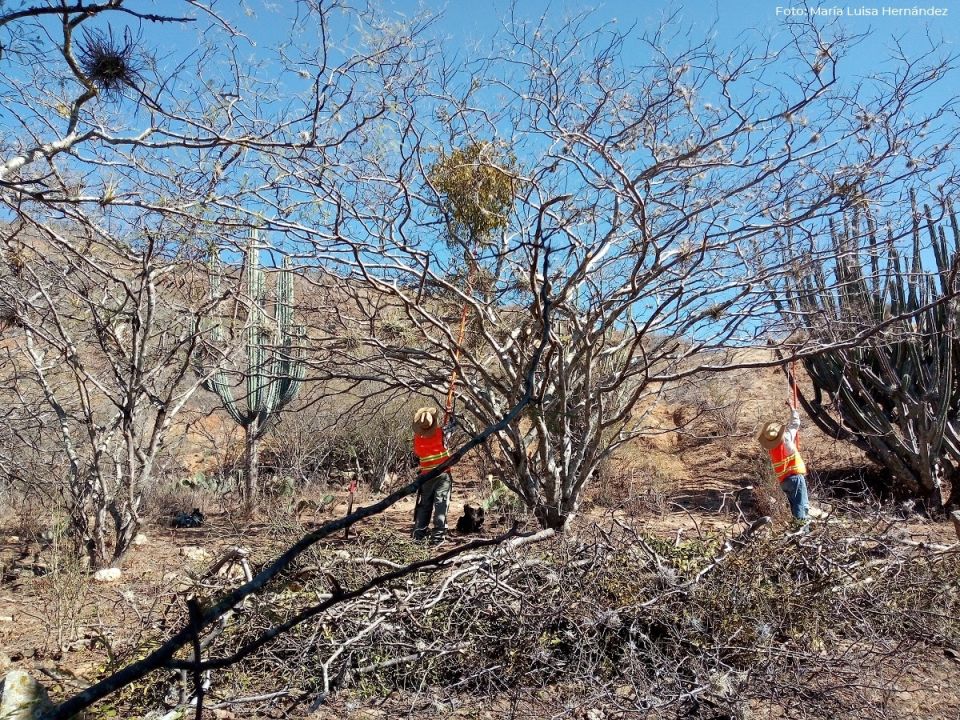 Reserva de la Biósfera Tehuacán Cuicatlán 