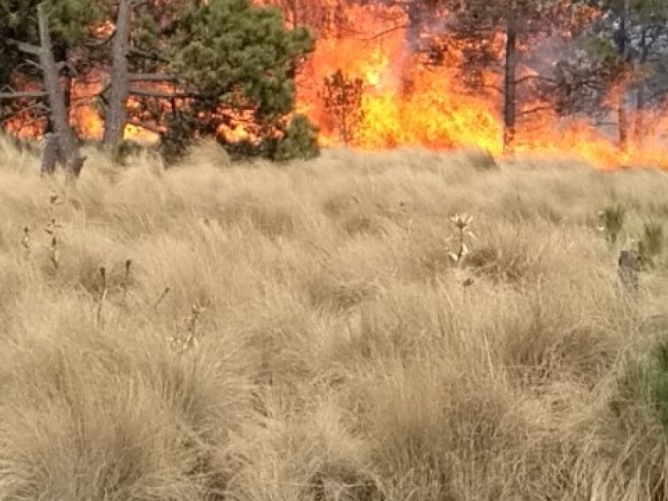 Incendio Forestal