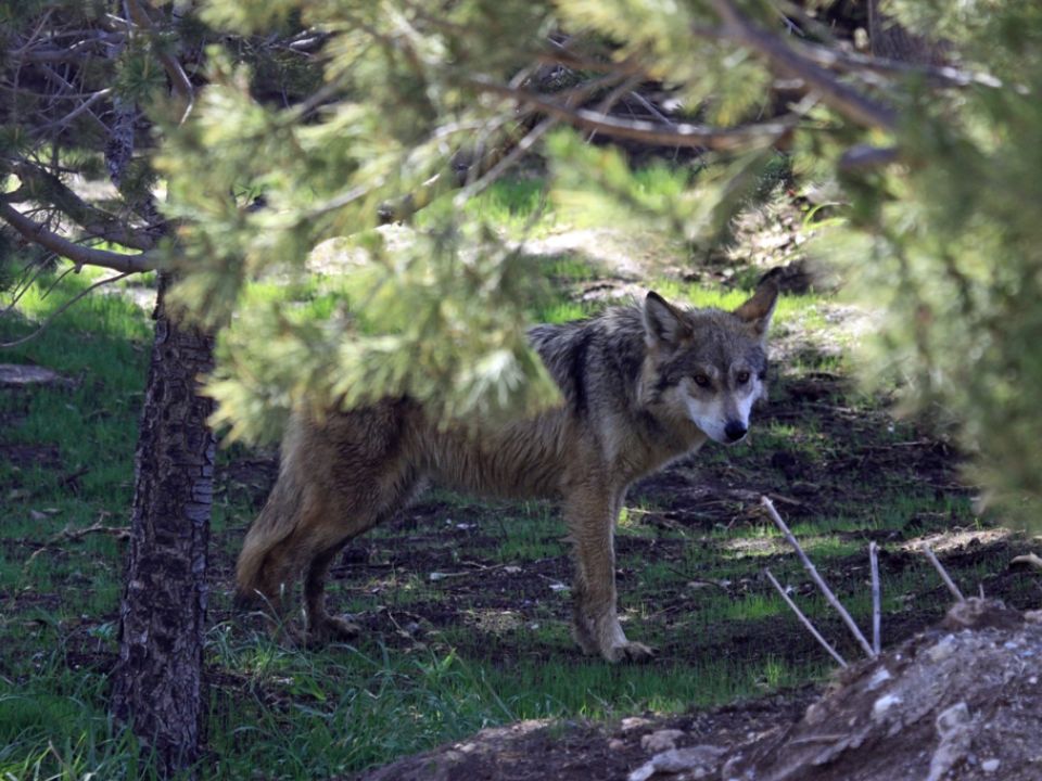 Lobo mexicano