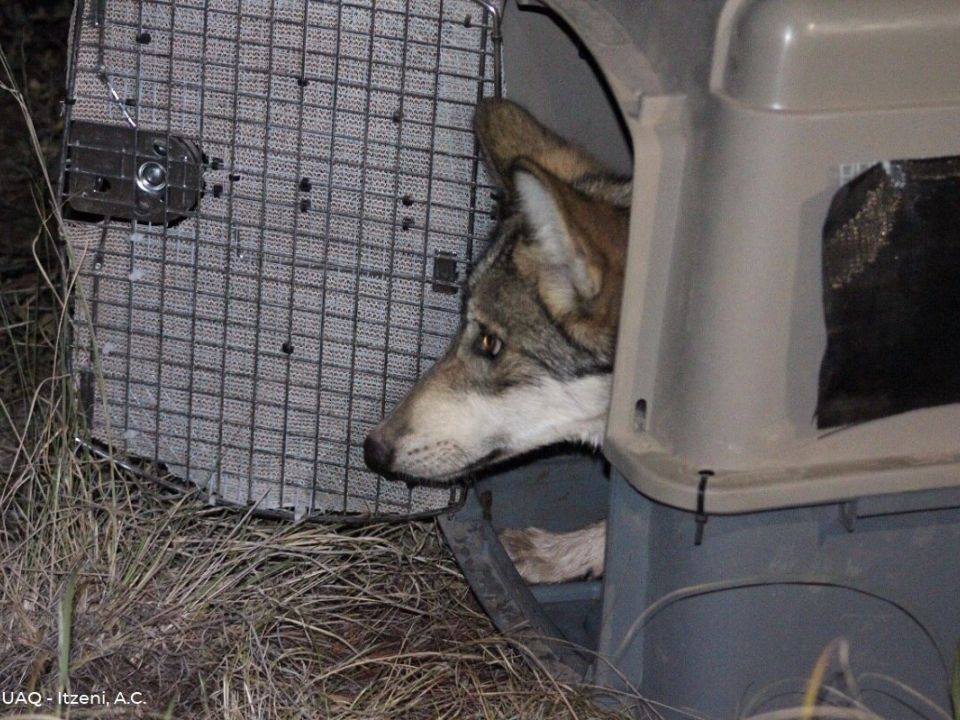 Lobo Mexicano