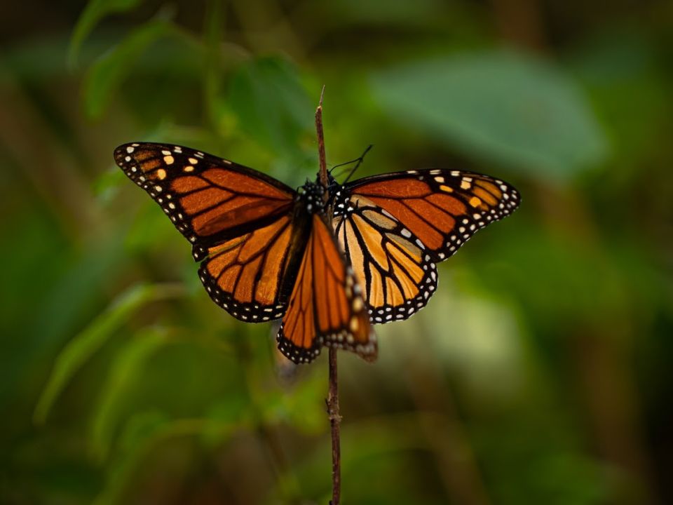 mariposa monarca